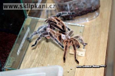 Grammostola_rosea