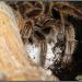 Grammostola rosea