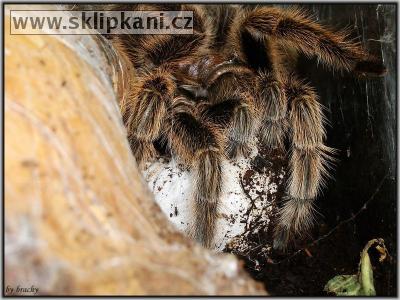 Grammostola-rosea