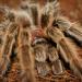 Grammostola rosea