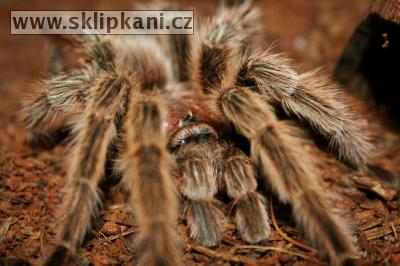 Grammostola-rosea