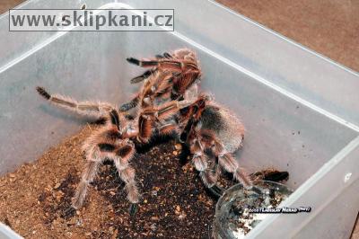 Grammostola_rosea