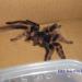 Grammostola rosea