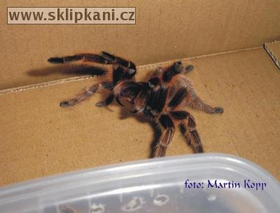 Grammostola-rosea