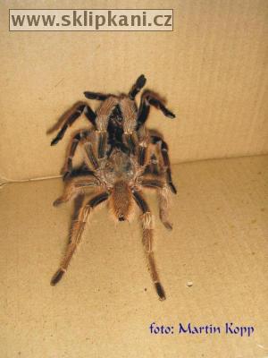 Grammostola_rosea