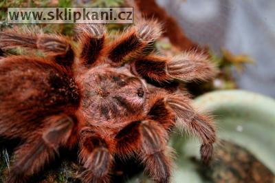 Grammostola-rosea