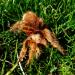 Grammostola rosea