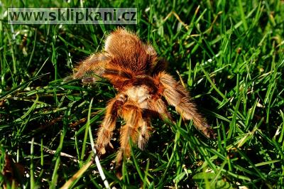 Grammostola-rosea