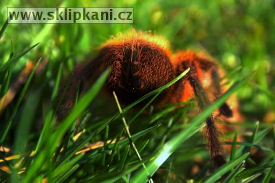 Grammostola_rosea