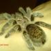 Grammostola rosea