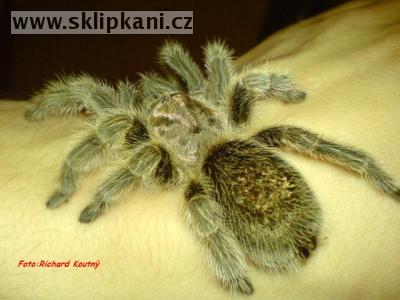 Grammostola_rosea