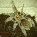 Grammostola rosea