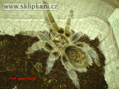 Grammostola-rosea