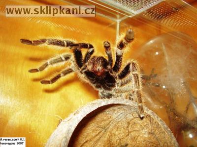 Grammostola_rosea