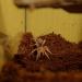 Grammostola rosea