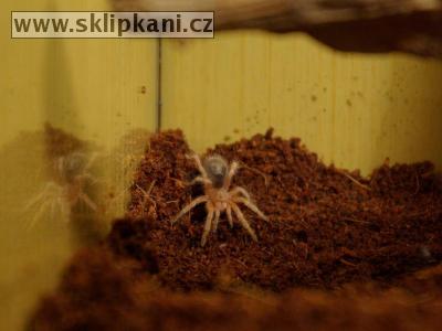 Grammostola_rosea