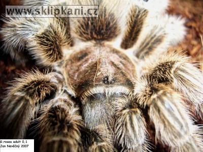 Grammostola_rosea