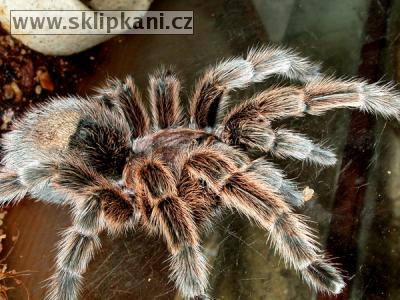 Grammostola_rosea