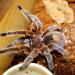 Grammostola rosea