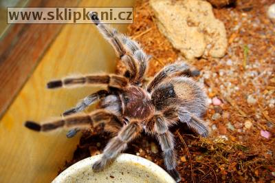 Grammostola_rosea