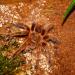 Grammostola rosea