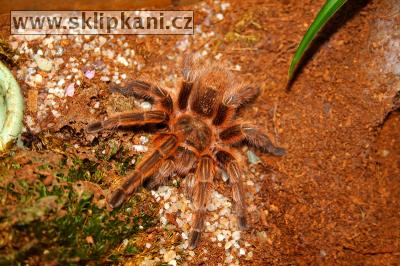 Grammostola_rosea