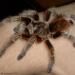 Grammostola rosea