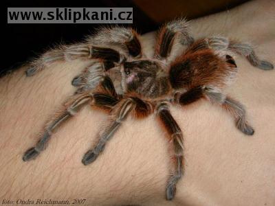 Grammostola_rosea