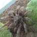 Grammostola rosea