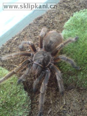 Grammostola-rosea