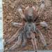 Grammostola rosea