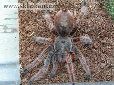 Grammostola-rosea