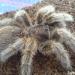 Grammostola rosea