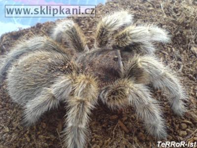 Grammostola_rosea