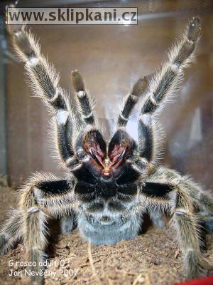 Grammostola-rosea