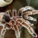 Grammostola rosea