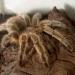 Grammostola rosea