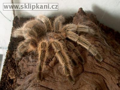 Grammostola_rosea