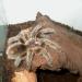 Grammostola rosea