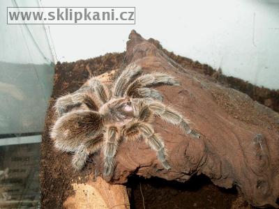 Grammostola-rosea