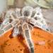 Grammostola rosea