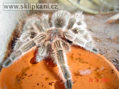 Grammostola_rosea