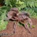 Grammostola rosea