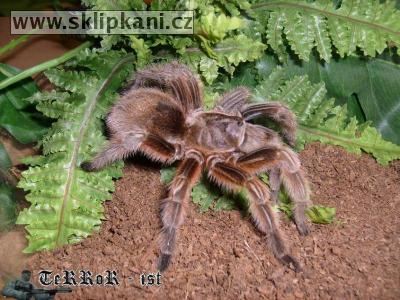 Grammostola_rosea