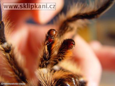 Grammostola_rosea