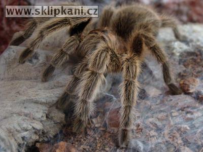 Grammostola-rosea