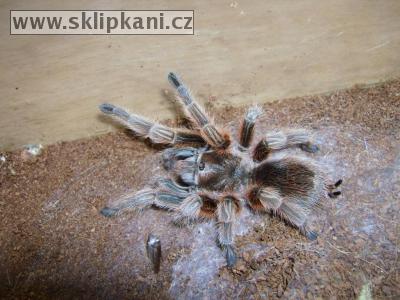 Grammostola-rosea