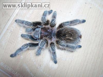 Grammostola-rosea