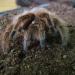 Grammostola rosea