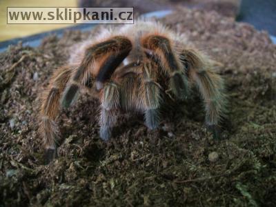 Grammostola-rosea